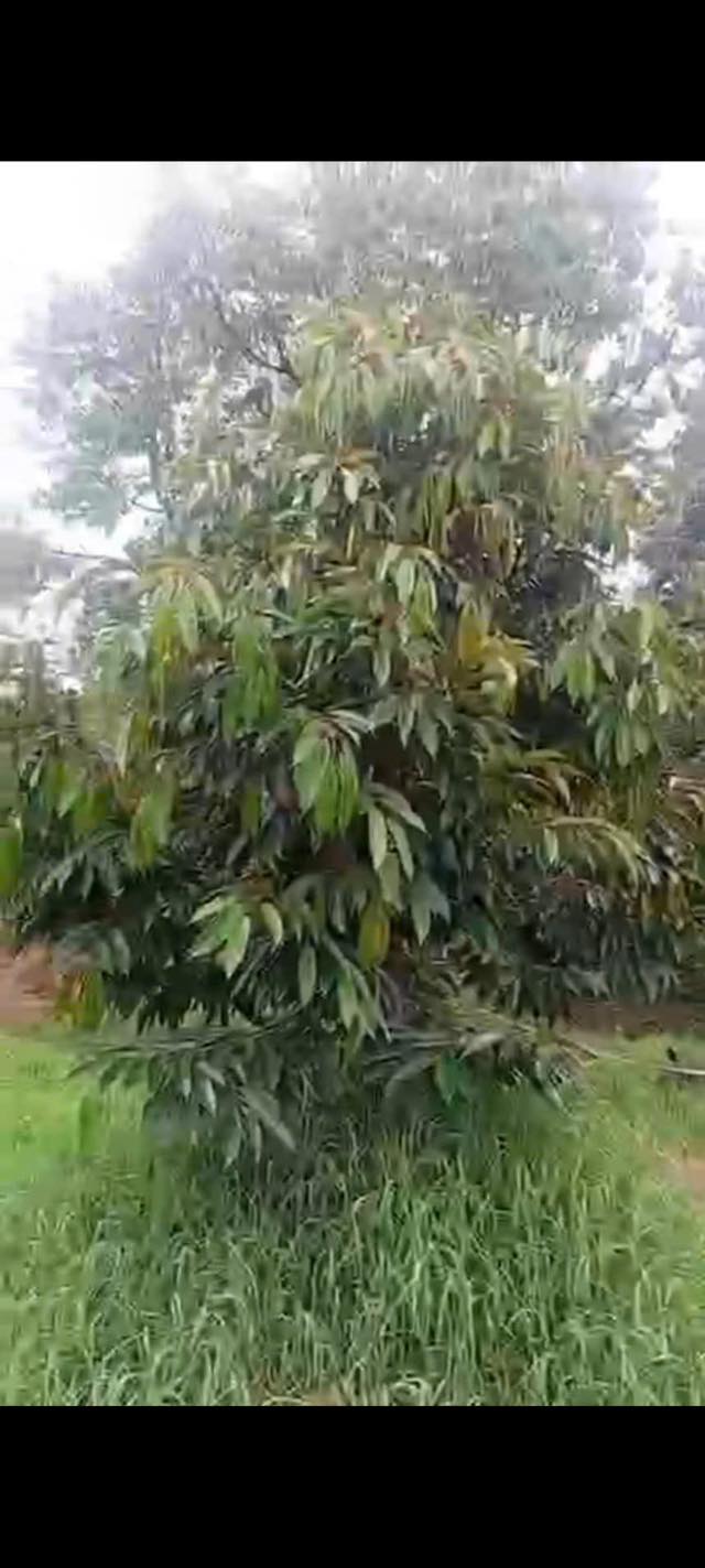 Đất Vườn Sầu Riêng Long Trung Cai Lậy 2000m² - Đầu Tư Sinh Lời