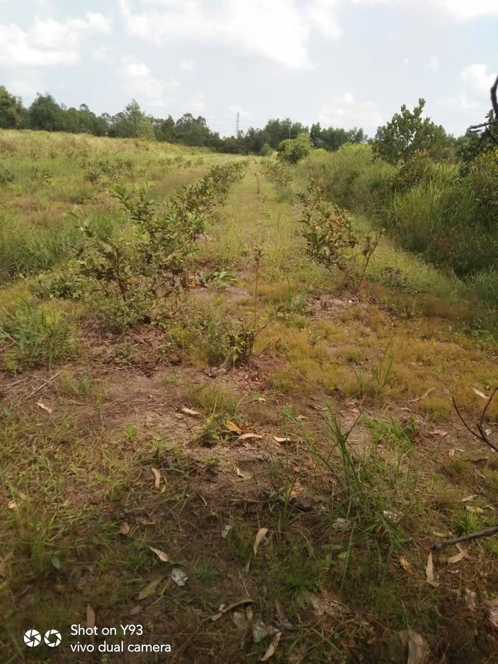 Đất Vườn Thủ Thừa Long An 9360m² Giá 4 Tỷ - Nghỉ Dưỡng Lý Tưởng!