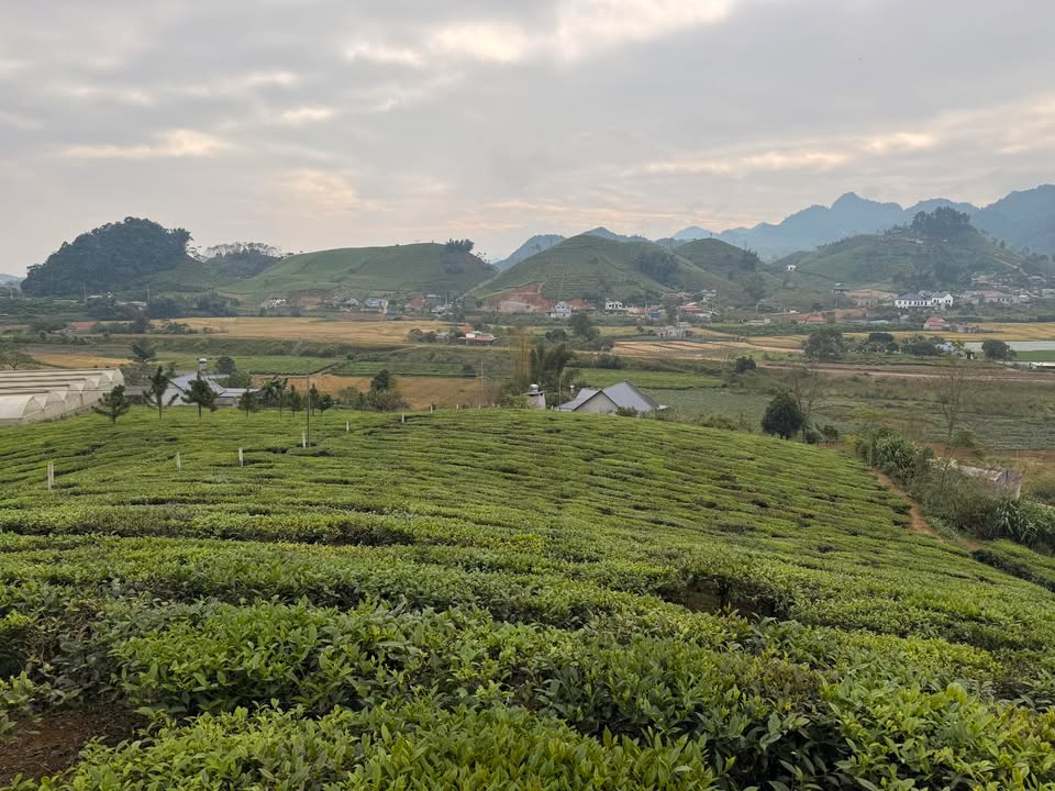 Đất Nền Mộc Châu 1000m² - View 360, Sổ Đỏ, Đầu Tư Sinh Lời 3 Tỷ