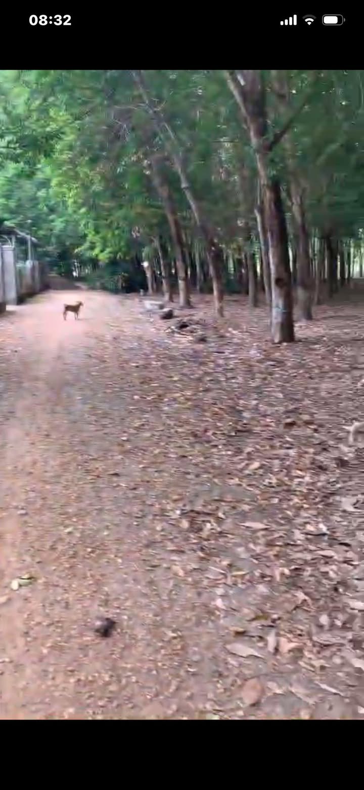 Bán Đất Phú Giáo 5000m² - Mặt Tiền Đường 8m - 3.4 Tỷ