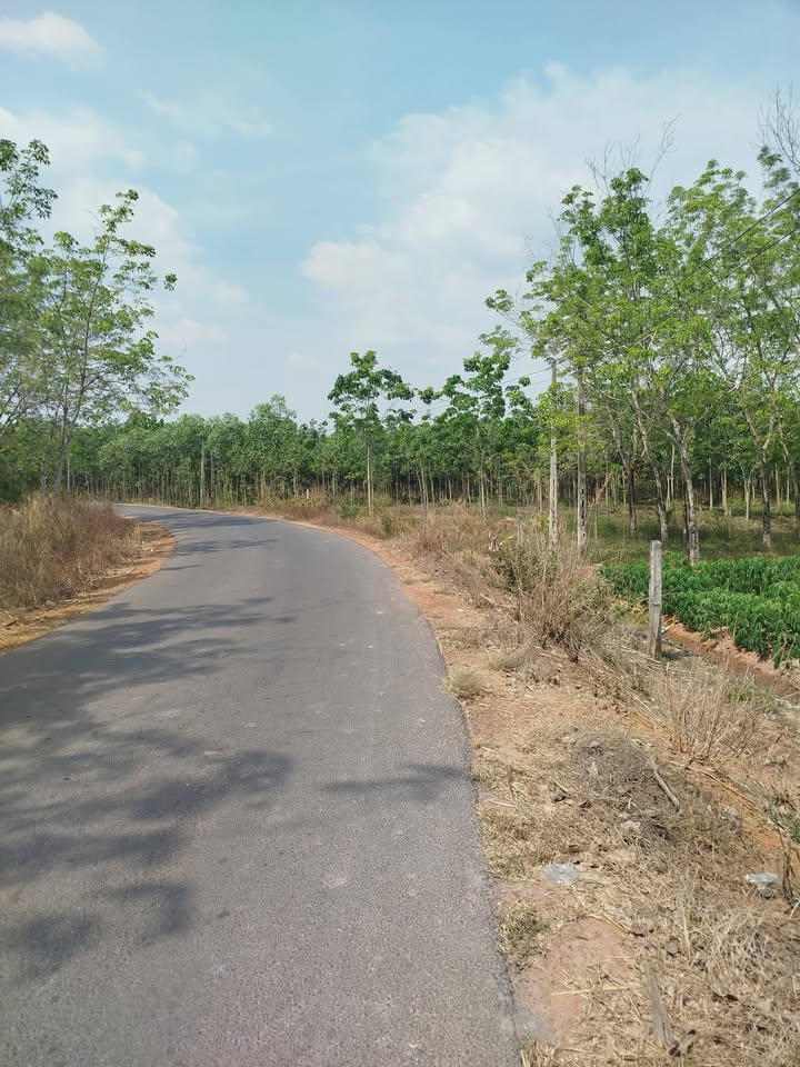 Đất nền Tân Biên 1000m² - Đường to ô tô, giá 330 triệu