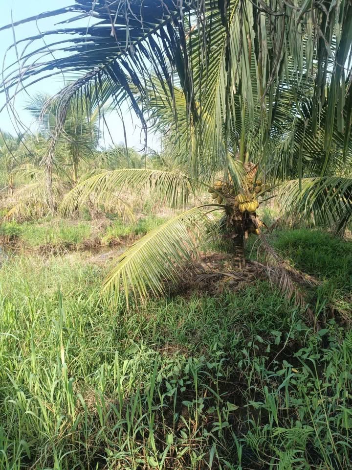 Đất Vườn An Khánh, Bến Tre 2223m² giá 1 tỷ - An yên tĩnh lặng!