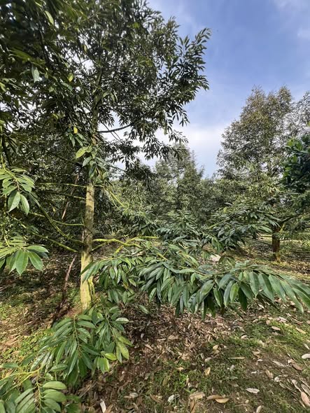 Bán Đất Vườn Cẩm Mỹ 5750m² - Nghỉ Dưỡng Lý Tưởng Với Vườn Sầu Riêng