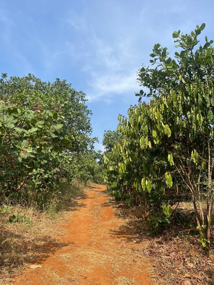 Rẫy 2.8ha Quảng Tân, Đắk Nông - Sổ đỏ chính chủ, tiềm năng sinh lời!