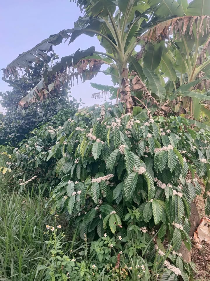 Đất vườn Hòa Nam Di Linh 3000m² giá 1 tỷ - Nghỉ dưỡng lý tưởng!