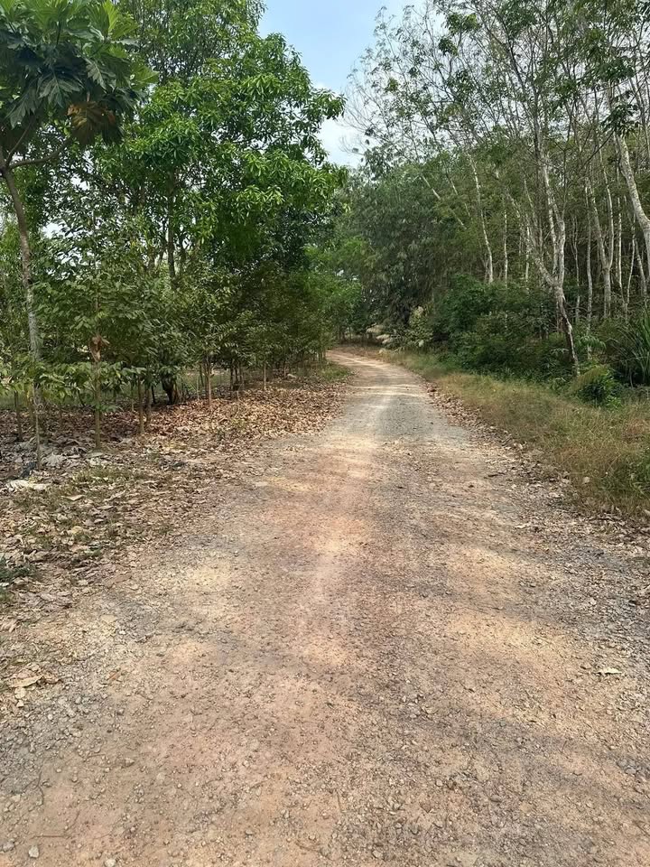 Đất nền An Bình Dĩ An 1434m² giá 650 triệu - Tiềm năng tăng giá cao