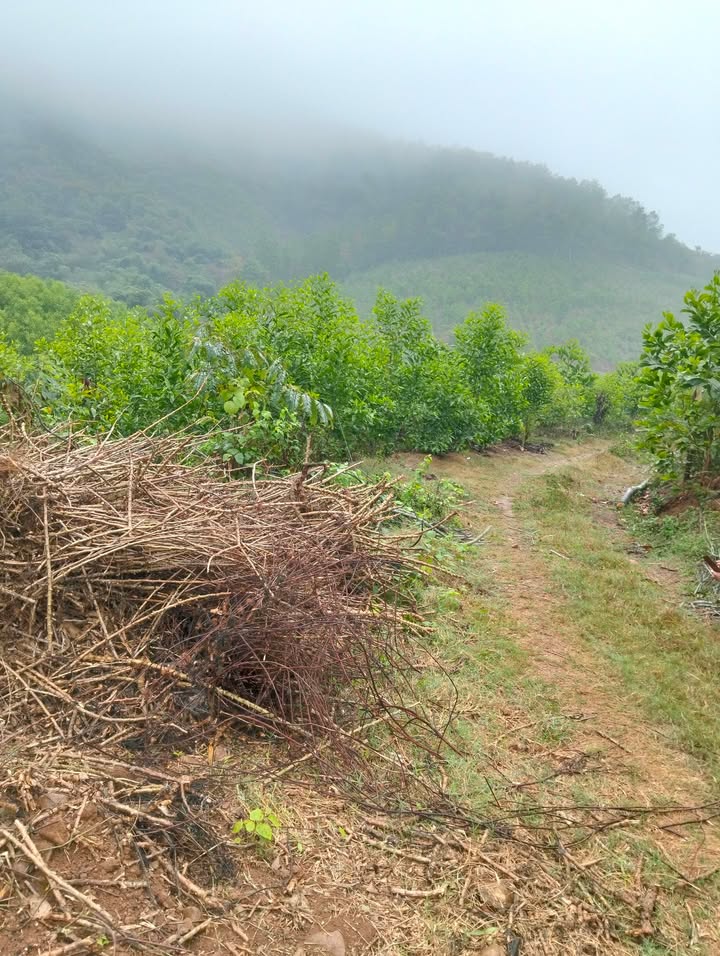 Đất vườn Cẩm Thủy 10 ha - 2.4 tỷ - Đầu tư dài hạn sinh lời!