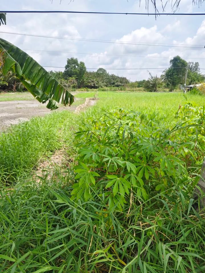 Đất nền Mỹ Xuyên 434m² giá 880 triệu - Tiềm năng tăng giá!