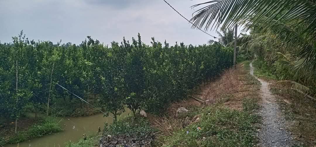 Đất Vĩnh Long 11.392m² Mặt Tiền Đường 909 - Sẵn Sàng Chuyển Thổ Cư