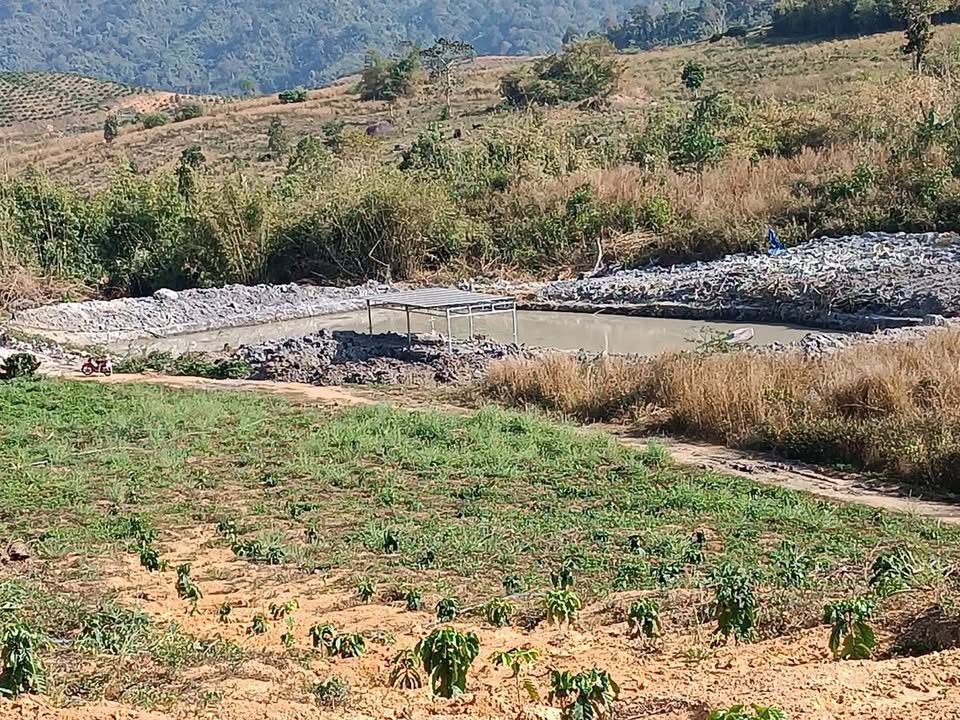 Đất Nông Nghiệp Krông Nô - 5.5ha Trồng Cà Phê, Giá 1.75 Tỷ/Sổ Đỏ