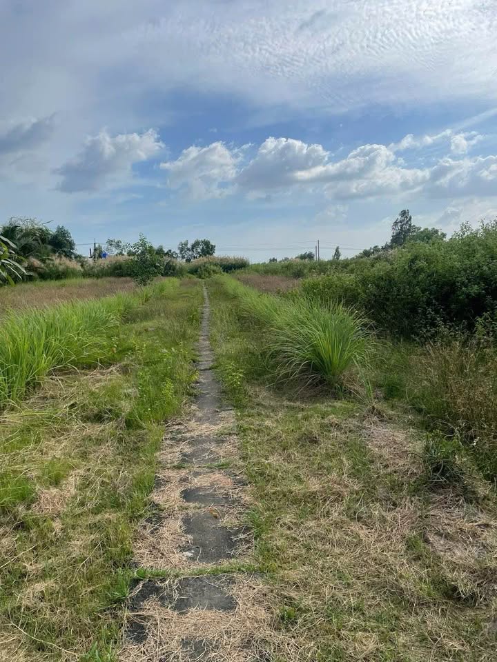 Đất Vườn Rộng 11360m² Tỉnh Bạc Liêu - Tiềm Năng Nghỉ Dưỡng & Kho Bãi