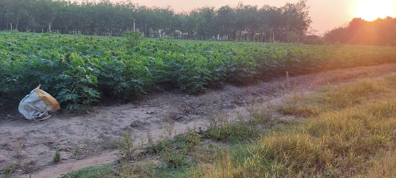 Đất nền Ấp Thạnh Nghĩa Tân Châu 10.000m² giá 1 tỷ - Sổ đỏ chính chủ!