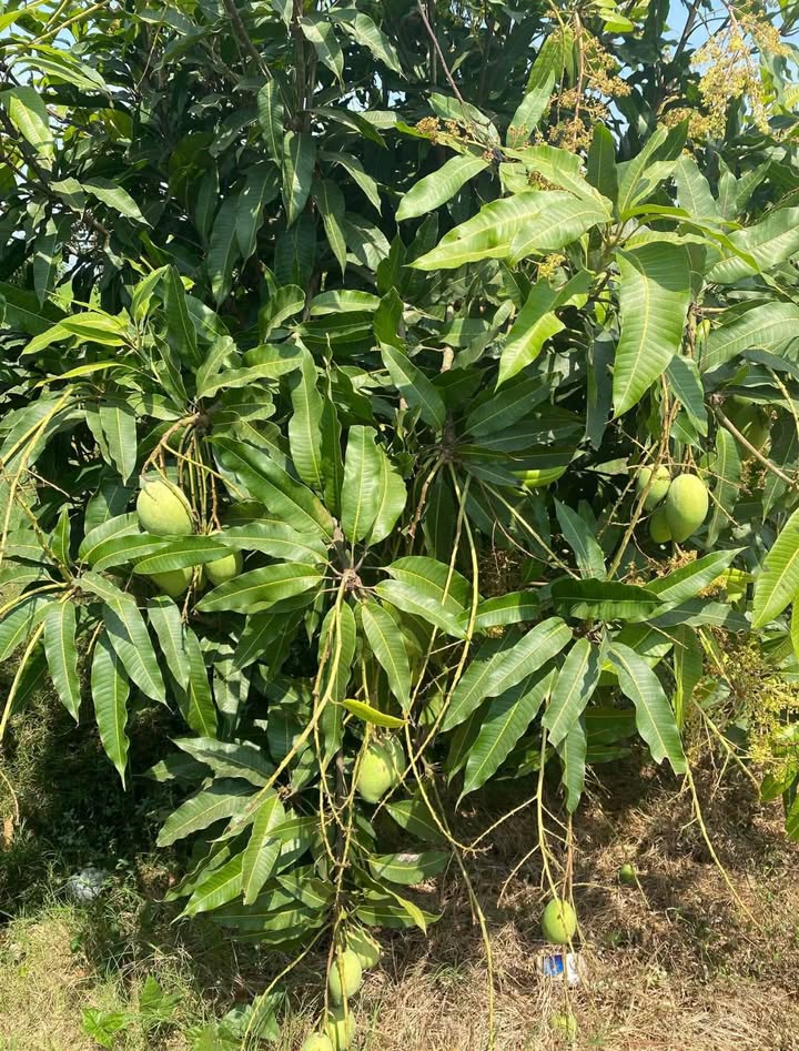 Đất vườn Châu Phú, An Giang 840m² - Sổ hồng chính chủ, tiềm năng sinh lời!