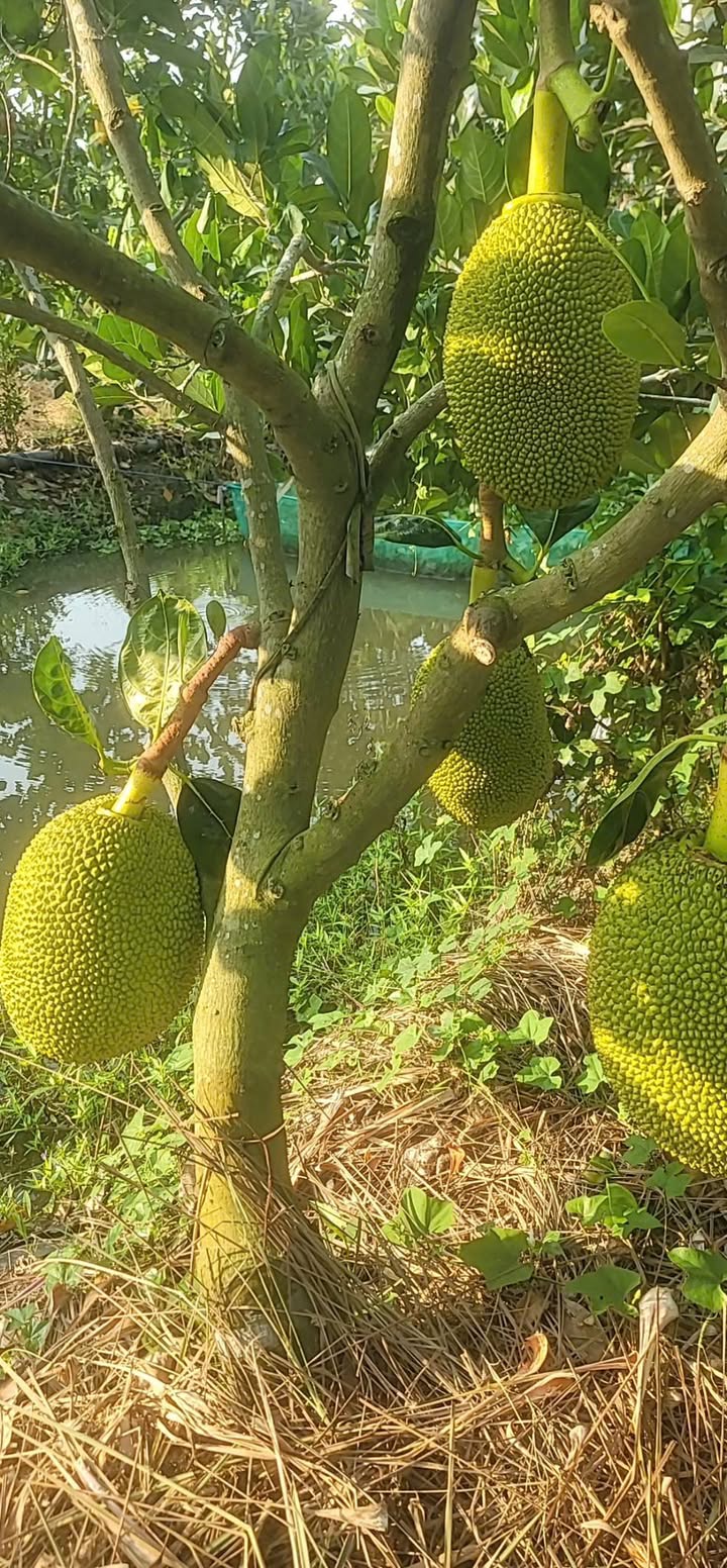 Bán Gấp 24 Công Vườn Mít Thái Thu Nhập Khủng Tại An Giang - 7.2 Tỷ