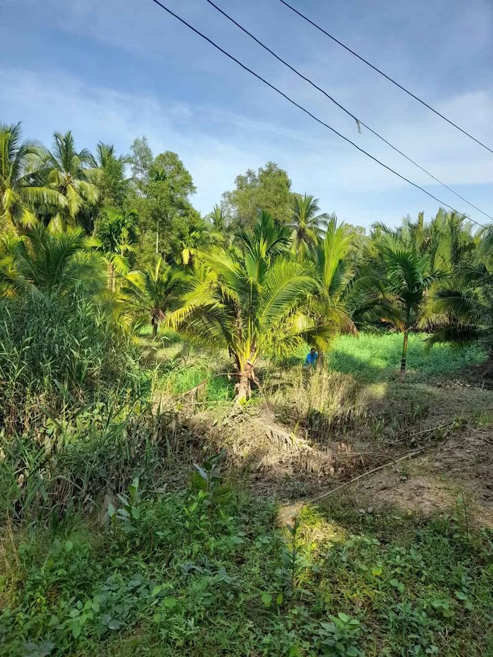 Bán Gấp Đất Vườn Châu Hòa, Vĩnh Long 3600m² - Giá 550 Triệu