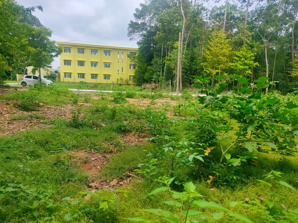 Đất nền Châu Thành Trà Vinh 100m² giá 2xx triệu - Vị trí đẹp