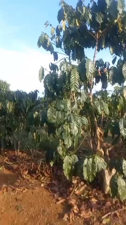 Đất nền Lộc Quảng, Bảo Lâm 2500m² 1.6 tỷ - Đường to ô tô tận nơi!