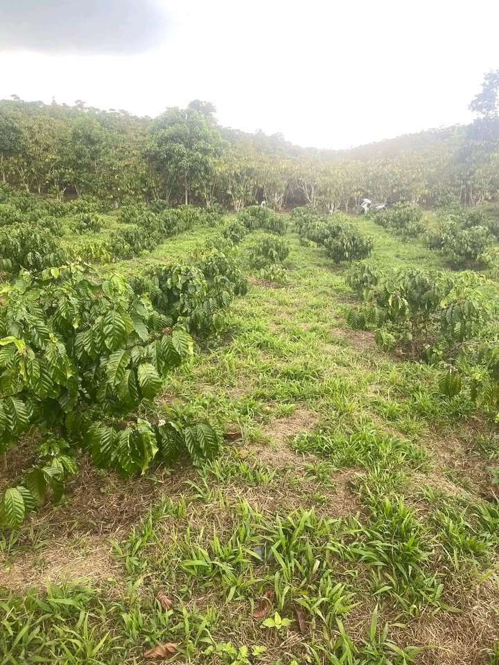 Đất nền Bảo Lộc 2052m² - Sổ đỏ chính chủ, đường ô tô!