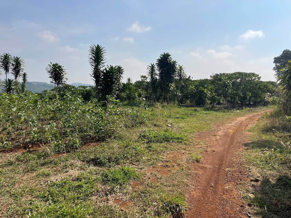 Đất nền Lộc Sơn, Bảo Lộc 2061m² - Tiềm năng tăng giá vượt trội!