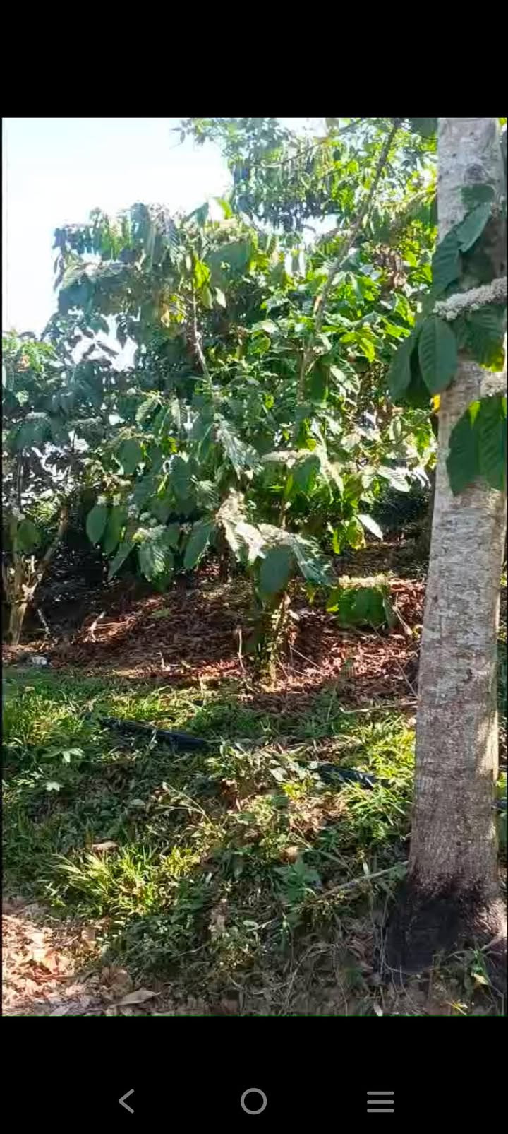 Bán Đất Farm Cafe 8000m² Bảo Lộc - Sẵn Vườn, 2.5 Tỷ