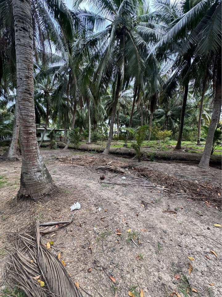 Đất vườn Tân Phú Đông 1900m² 780 triệu - Sinh thái