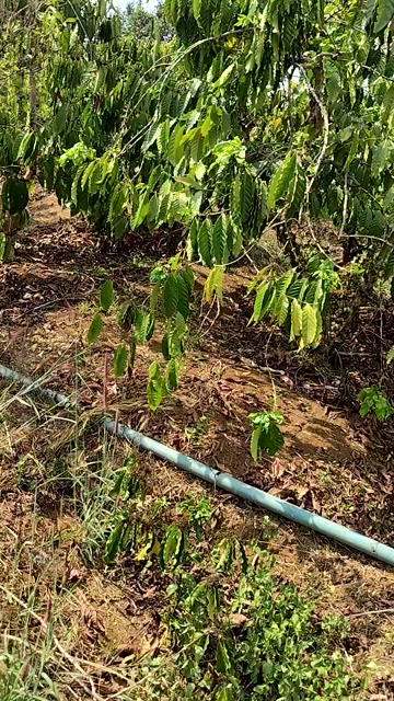 Đất Nền Quảng Tín, Đắk Nông - 1440m² Giá 1.05 Tỷ, Chính Chủ Bán Gấp