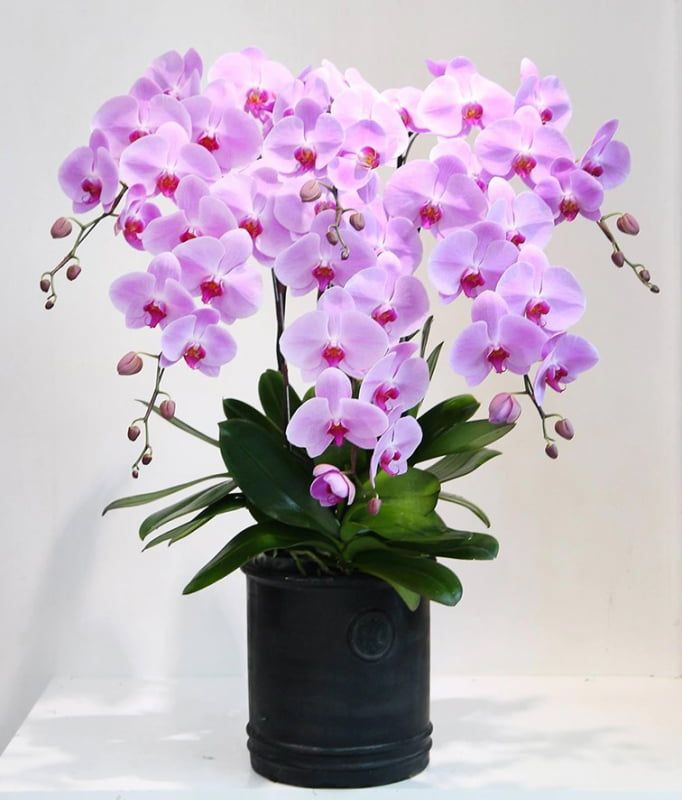 Đất nền Mộc Sơn, Mộc Châu 105m² - Sổ đỏ chính chủ!