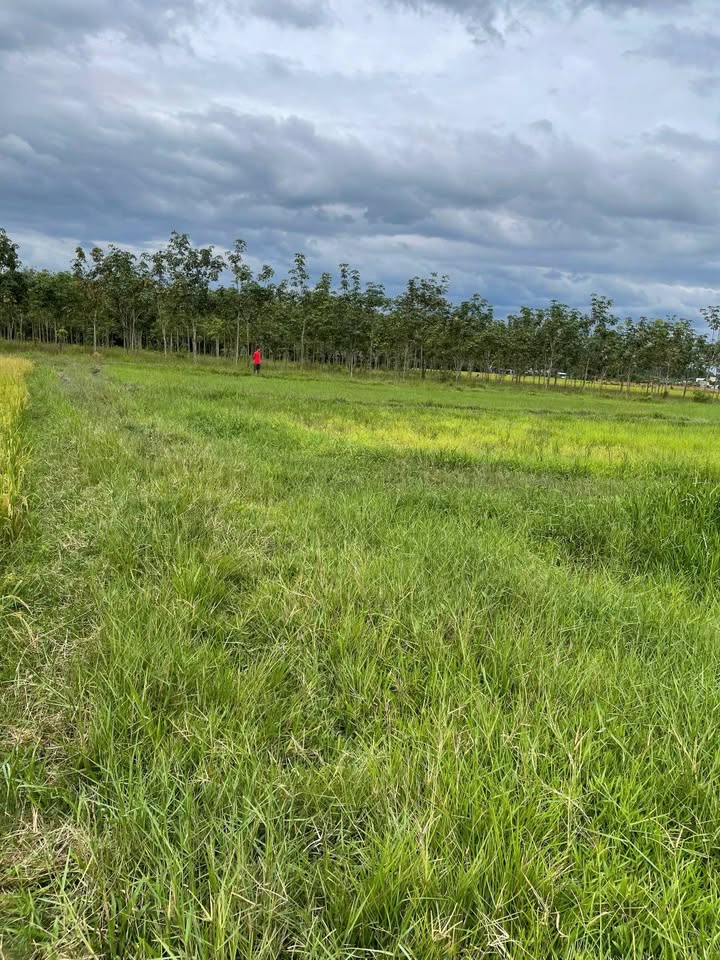 Đất Vườn Củ Chi 4000m² 2 Mặt Tiền - Sẵn Sàng Đầu Tư Sinh Lời