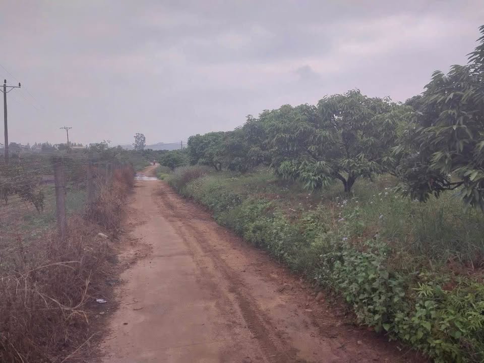 Bán Đất Vườn Lục Ngạn 4782m² - Sổ Hồng Riêng, Giá Dưới 2 Tỷ