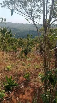 Bán đất vườn Gia Nghĩa 30.000m² giá 3.9 tỷ - Nghỉ dưỡng lý tưởng!