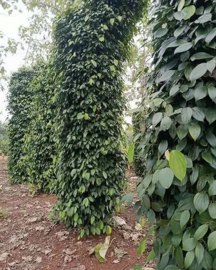 Đất Đỏ 1.1ha Tại Cư Jút, Đắk Nông - Sẵn Sàng Kinh Doanh, Giá 4.99 Tỷ