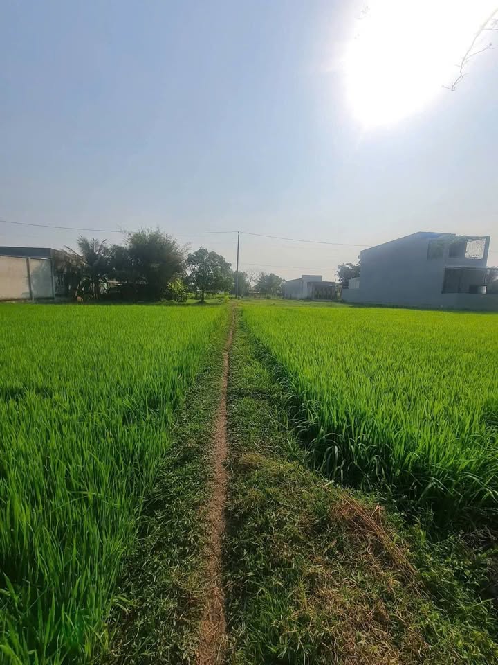 Đất nền Hòa Khánh Nam 1500m² giá 480 triệu - Giá tốt hiếm có!