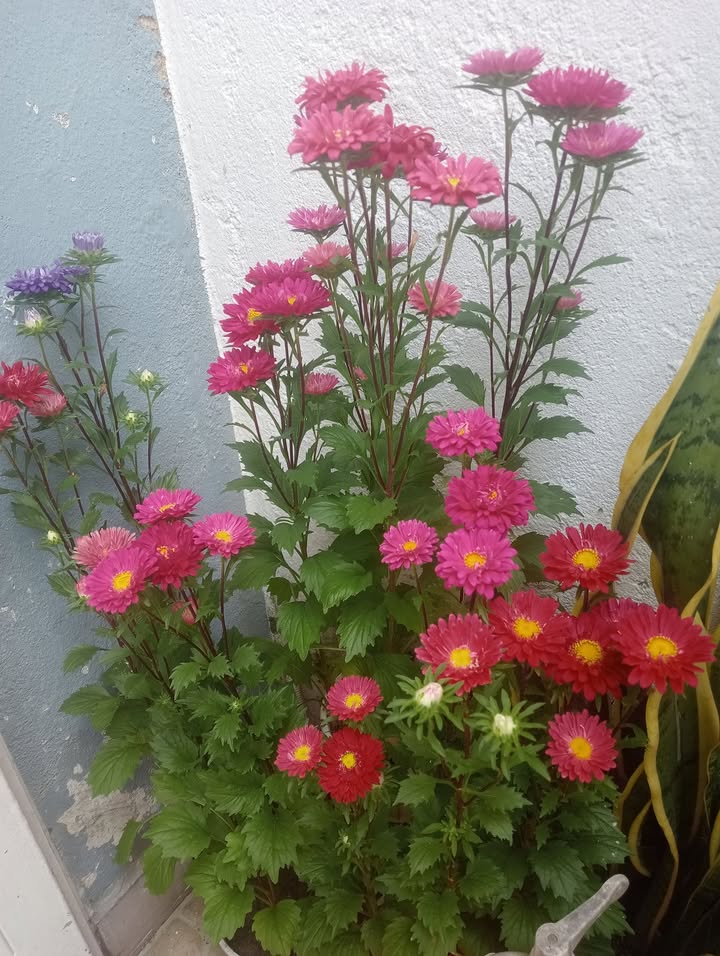 Bán Lô Biệt Thự Euro Village 2 Đà Nẵng 300m² - Sẵn Sàng Xây Dựng