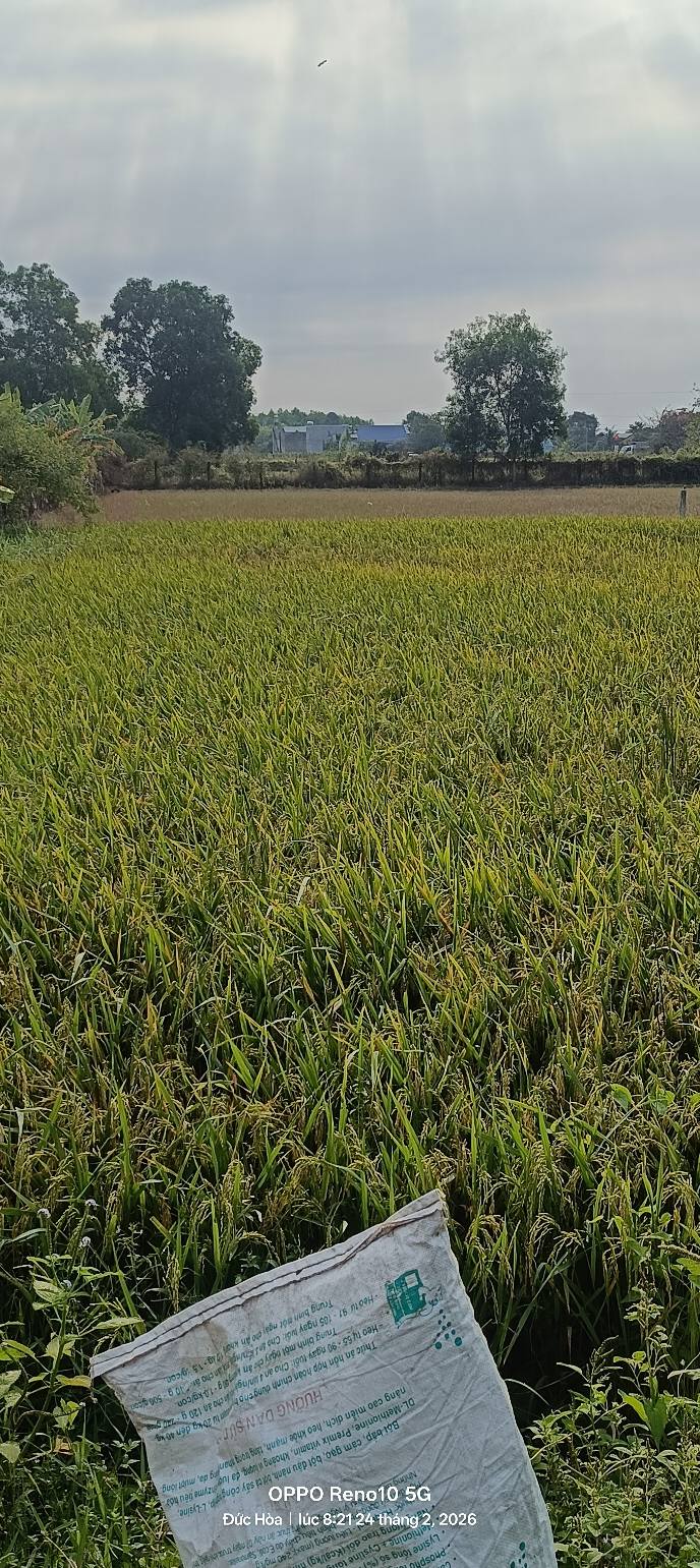 Bán Đất Sổ Hồng 165m² Đức Hòa Long An - 870 Triệu/Lô