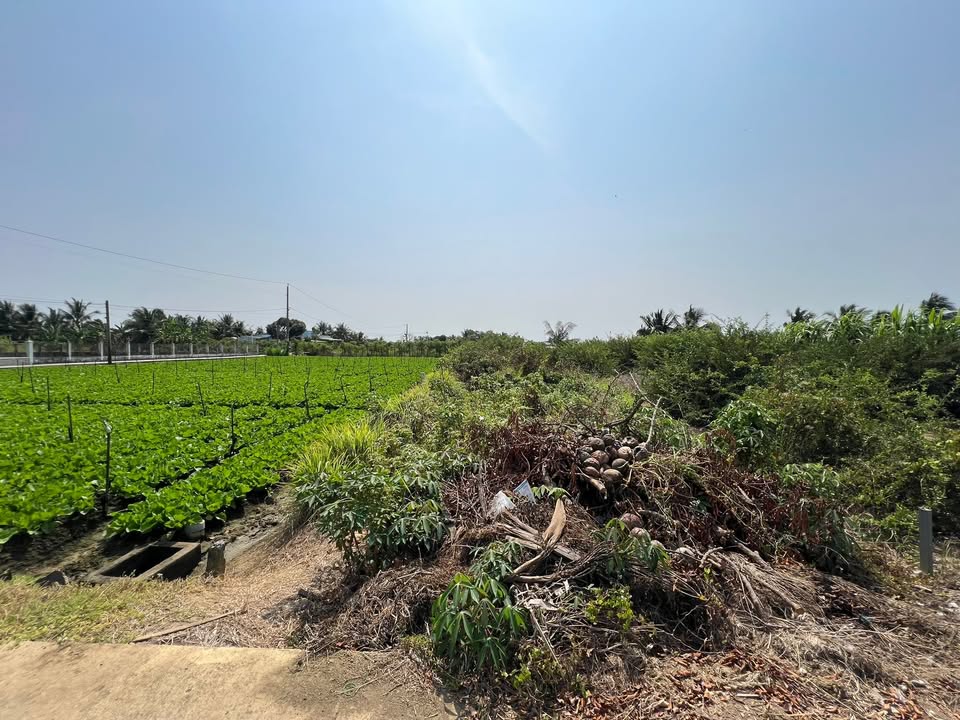 Đất nền Gò Công Đông 221m² Sổ Hồng Sẵn - Xe Hơi Tới Đất