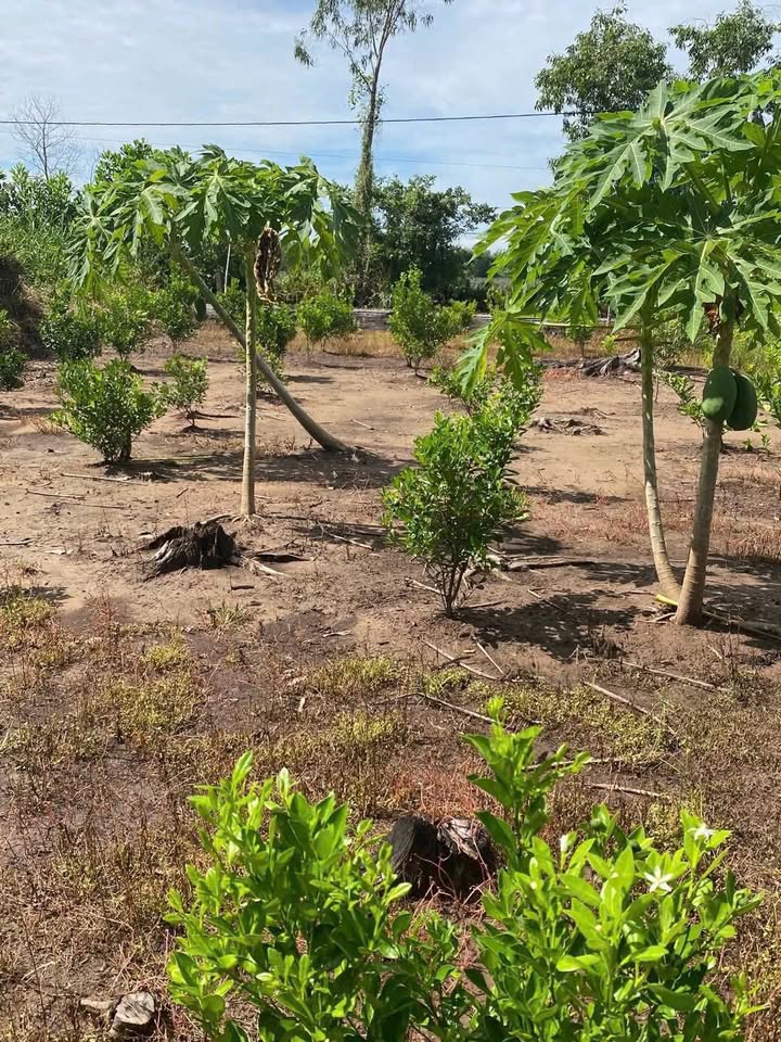 Đất nền Mỹ Phước 420m² 900 triệu - Hạ tầng hoàn thiện