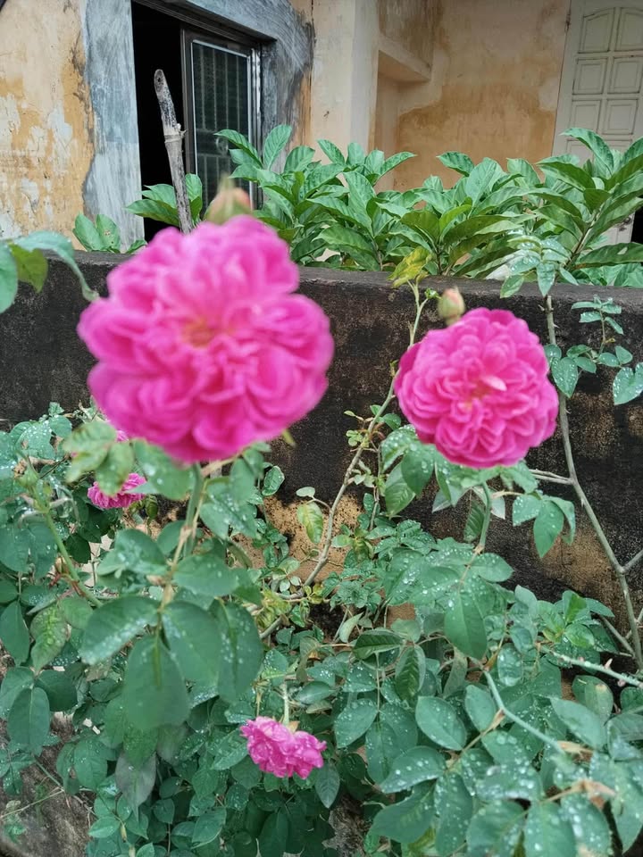 Đất nền Phường Yên Thế, TP Yên Bái 125m² - Đất thổ cư 100%