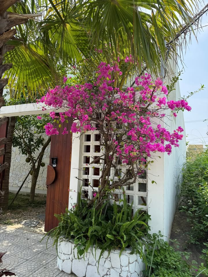 Đất Lô Góc Sơn Trà 266m² - Song Song Lê Đức Thọ, Gần Biển Mỹ Khê