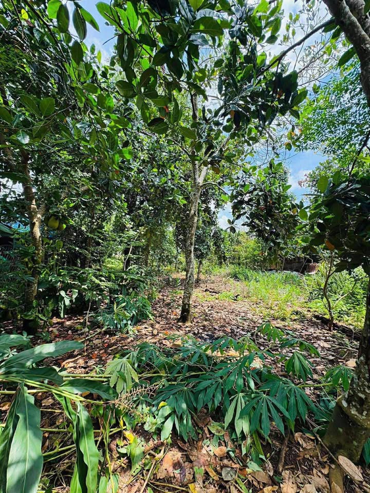 Đất nền Phú Túc, Định Quán 190m² giá 380 triệu - Sổ đỏ chính chủ!