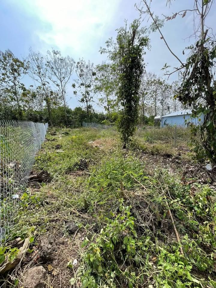 Đất Nền Sổ Đỏ 100m² Phú Thanh, Đồng Nai - Giá 295 Triệu