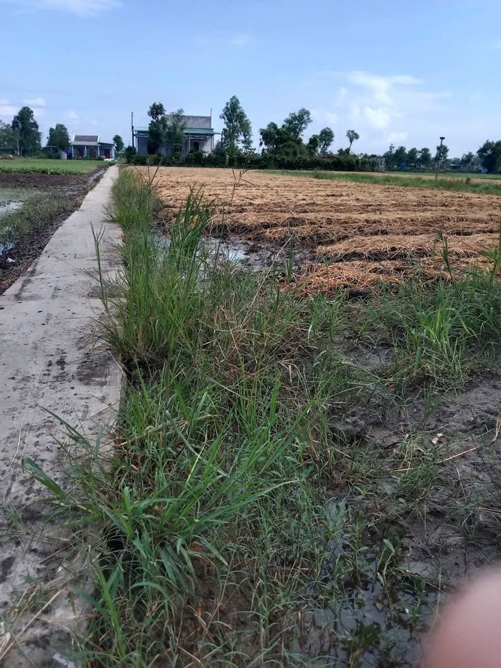 Đất Nông Nghiệp 1500m² Gò Công – Sổ Đỏ Chính Chủ