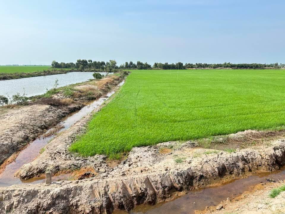 Đất Nền Hoà Bình, Tam Nông 36000m² - 2 Mặt Tiền, Tiềm Năng Tăng Giá!