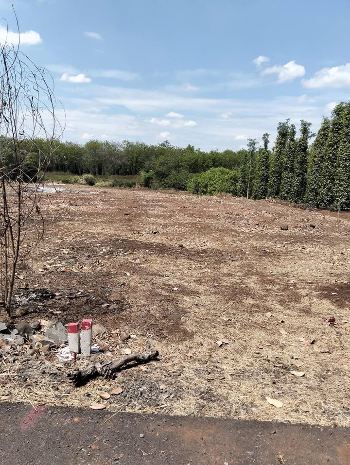 Đất Vườn Xuyên Mộc 1000m² - Sổ Đỏ Sẵn Sàng - Giá Đầu Tư Hấp Dẫn