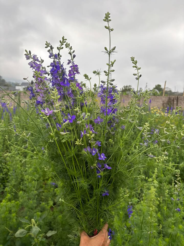 Đất nền Mộc Châu 4000m² - Sổ đỏ chính chủ, tiềm năng đầu tư.