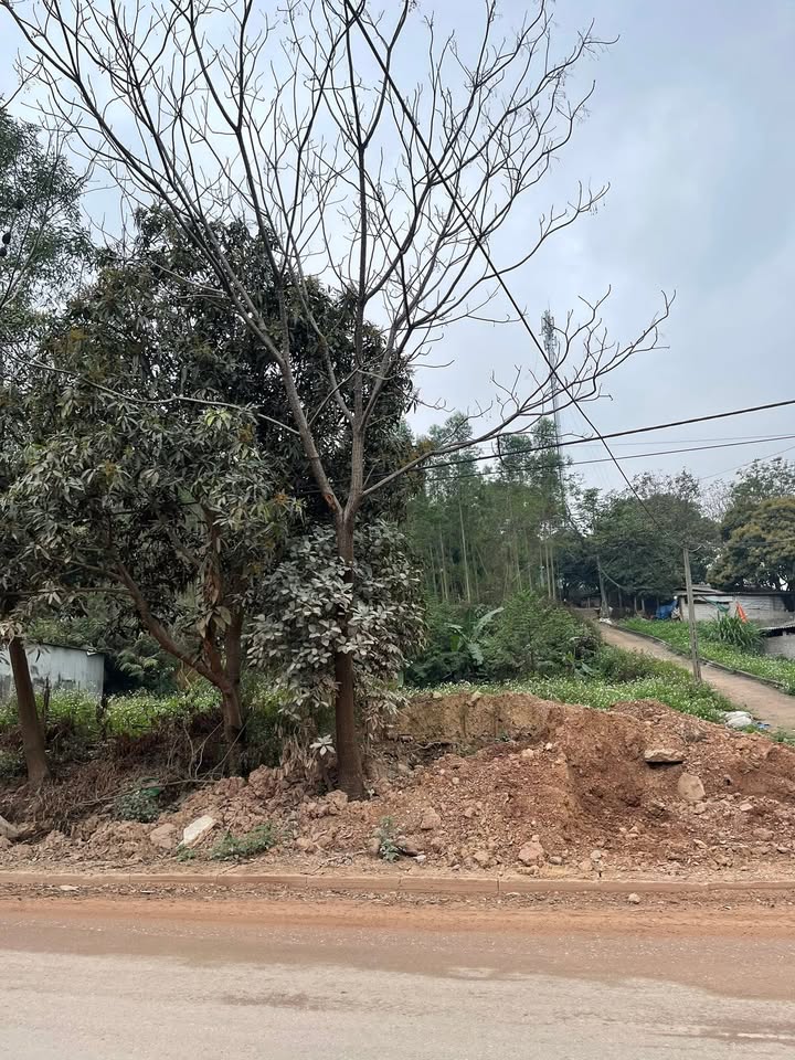 Đất nền Yên Thế, Bắc Giang 100m² - Đường to ô tô, tiềm năng sinh lời!