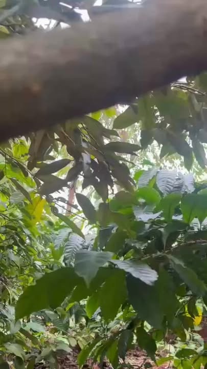 Đất Nền Đắk Lắk 36.000m² - Vườn Sầu Riêng Thu Ngàn Tỷ, Giá 4.4 Tỷ