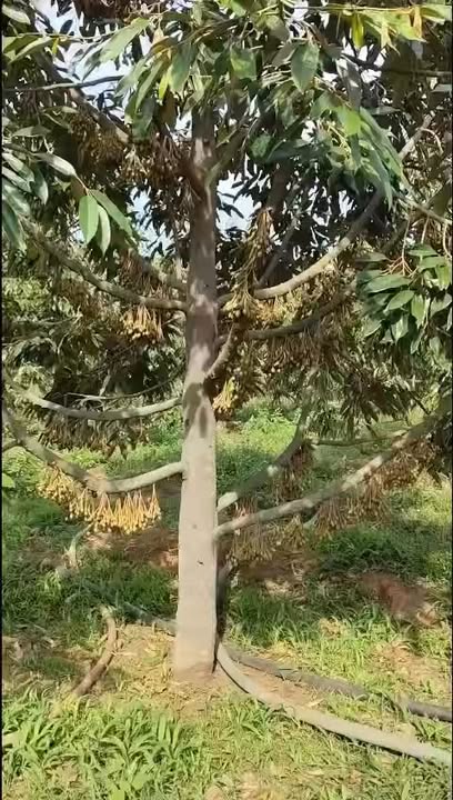 Đất vườn Cư Pơng 1ha sầu riêng Đắk Lắk - Đầu tư dài hạn!