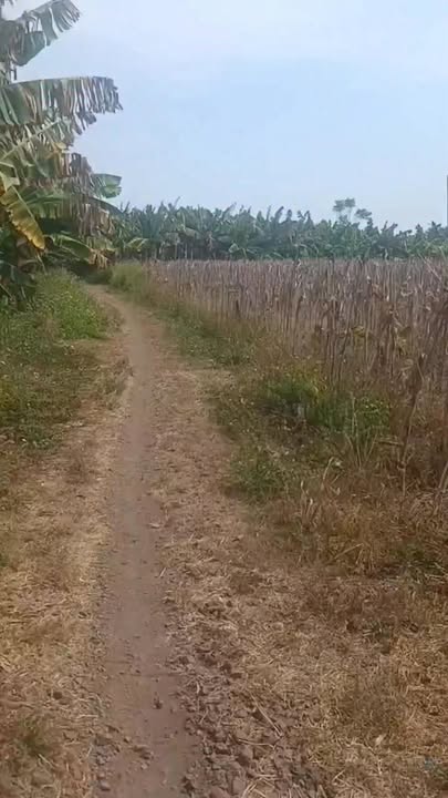 Đất Vườn Đồng Nai 7200m² - Xã Sông Ray, Cẩm Mỹ - Giá Đầu Tư 700 Triệu