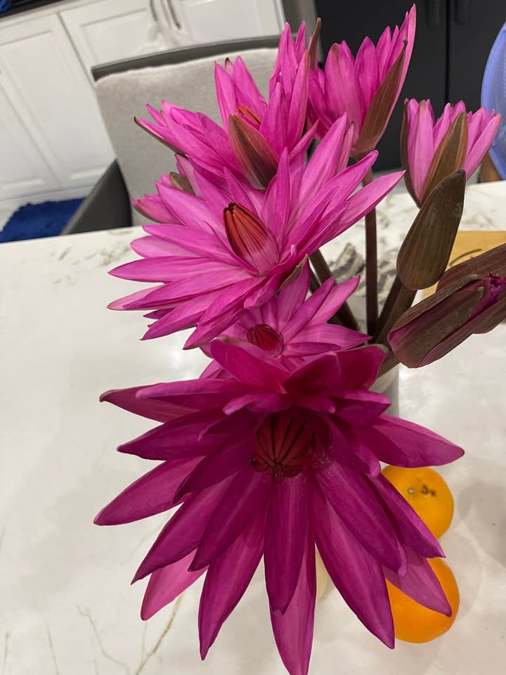 Đất vườn Châu Thành Long An 1500m² giá 950 triệu - Nghỉ dưỡng lý tưởng!