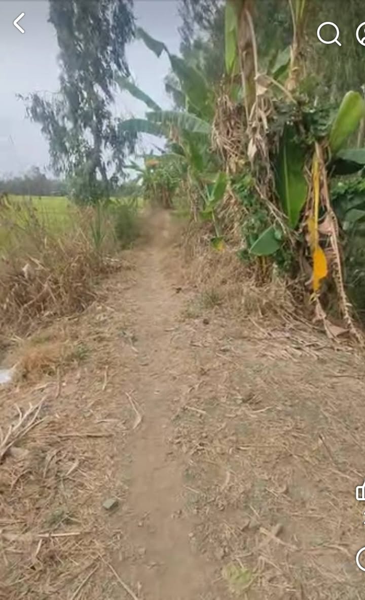 Đất nền Xã Bình Tân, Cao Lãnh 10.000m² - Pháp lý rõ ràng